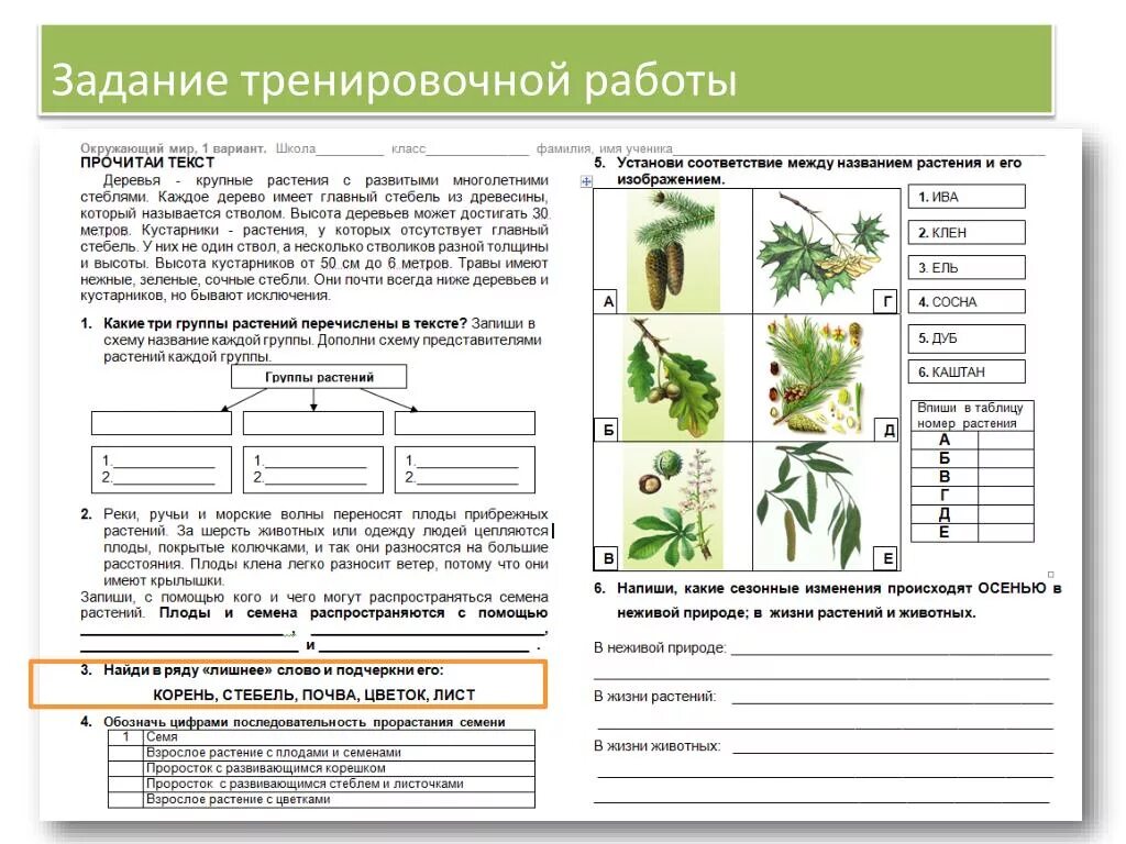 Проверочная работа по растительному сообществу. Задания по окружающему миру растения. Окружающий мир начальная школа задания. Растения рабочий лист. Заданияя по окружающему мит.