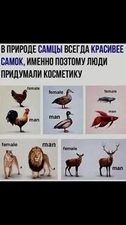 Животные самки красивее самцов