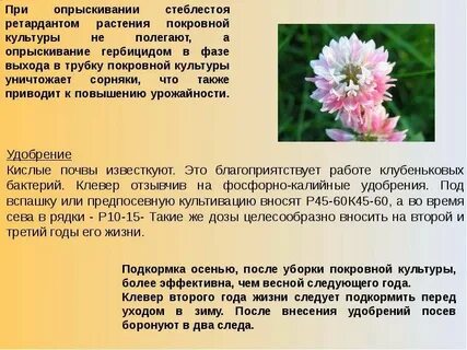 Клевер луговой характеристика