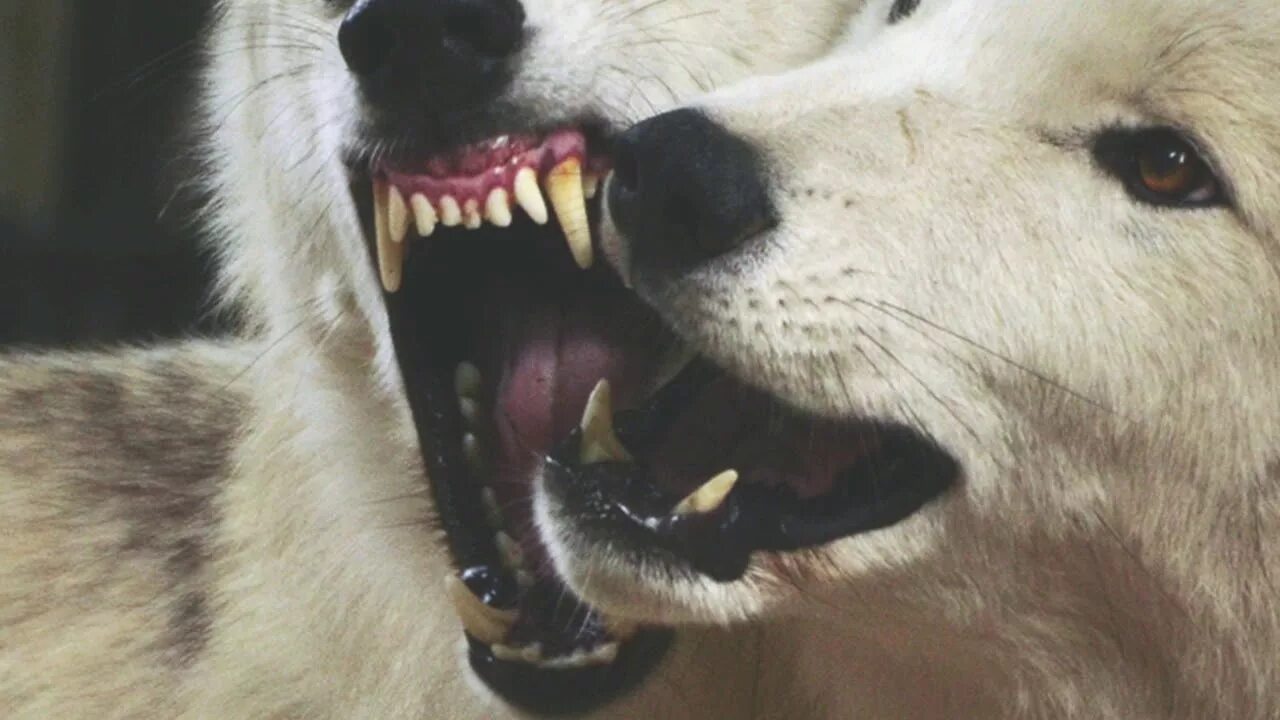 witches allowed Dog teeth, Bad dog, Canine tooth