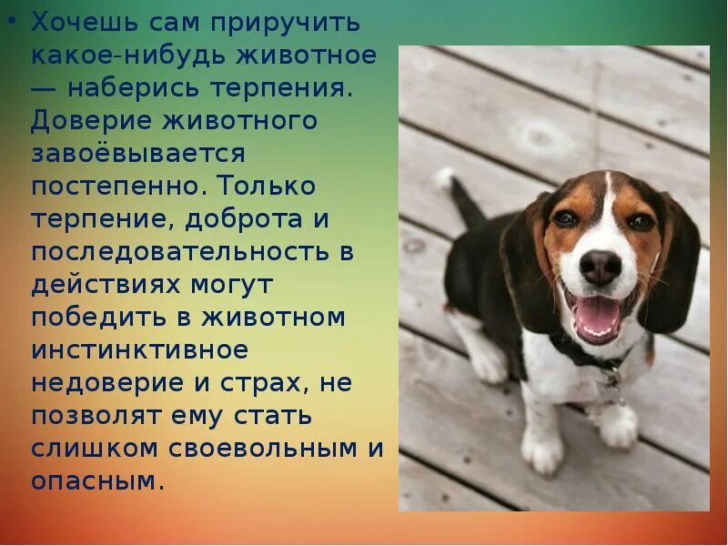 Каким одомашненным животным можно заменить позицию