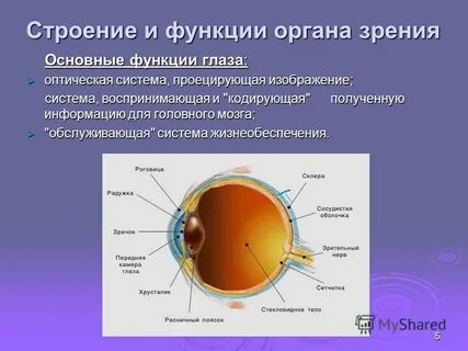 Характеристика органов зрения