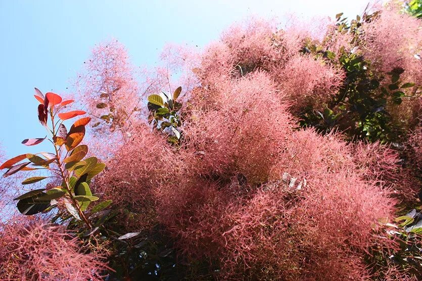 Кохия летний кипарис. Скумпия (париковое дерево) кожевенная. Скумпия кожевенная (cotinus coggygria scop. Скумпия кожевенная (cotinus coggygria royal purple) p9. Скумпия (париковое дерево) кожевенная.