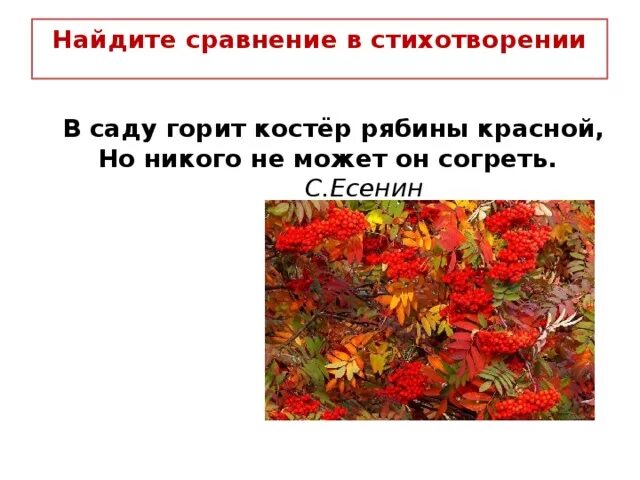 В саду горит костер рябины красной. Костры рябин в москве. Метафоры на осеннюю тему. Стих костер рябины красной. Стих костер рябины красной.