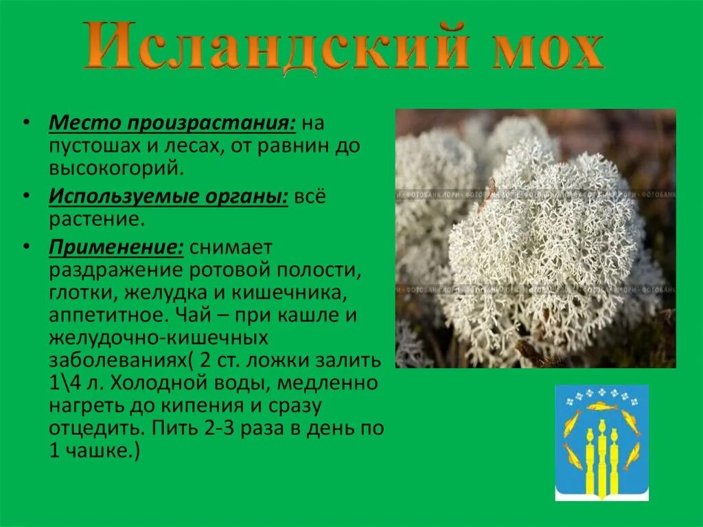 исландский мох алтай травы упаковка. исландский мох можно ли пить детям. фиточай исландский мох трава 40 гр. исландский мох можно ли пить детям. гербион сироп исландского мха.