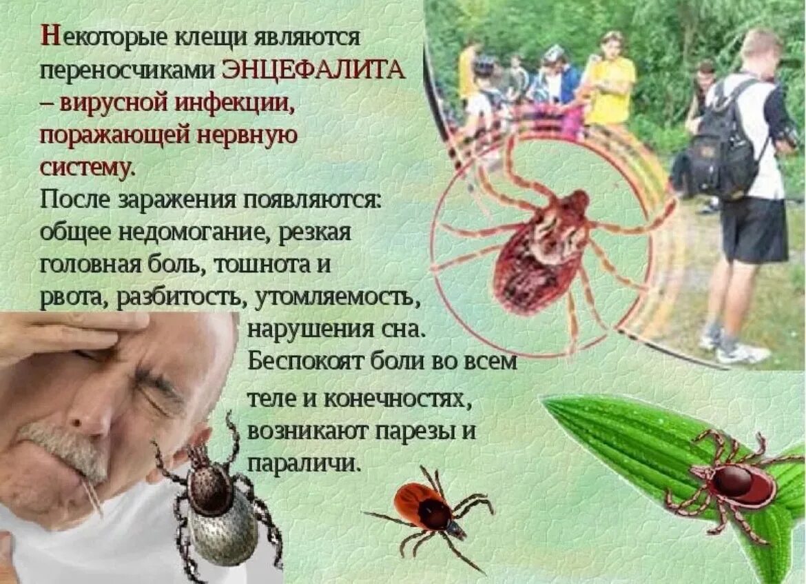 Клещи информация. Клещ презентация для детей. осторожно клещи презентация.