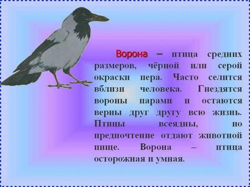 Птицы текст картинки. Описание вороны. Рассказать про ворону. Ворона описание птицы. Ворона описание для детей.