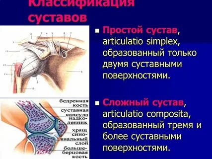 Простой сустав это