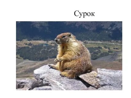 И мой сурок со мною