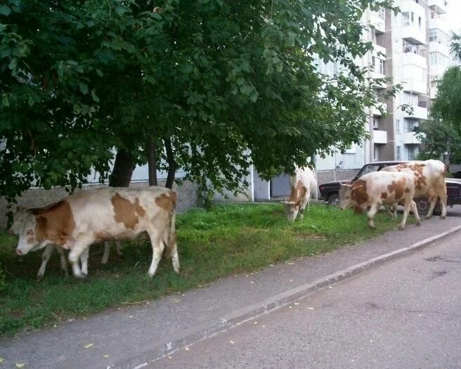 Корова во дворе. Коровы городские. Вентспилс латвия коровы. Буренка город. Корова весной.