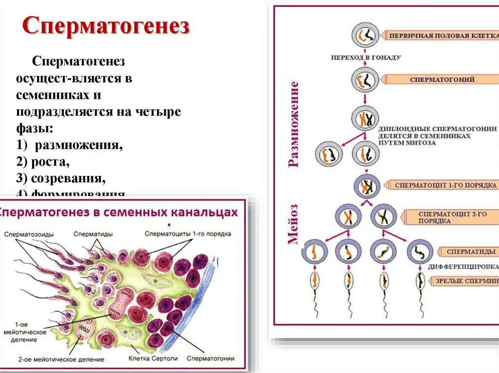 Сперматогенез сколько образуется. Сперматогенез 4. 2. гаметогенез. сперматогенез. стадии сперматогенеза. схема сперматогенеза.