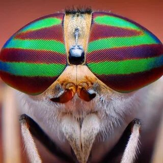 Compound eyes