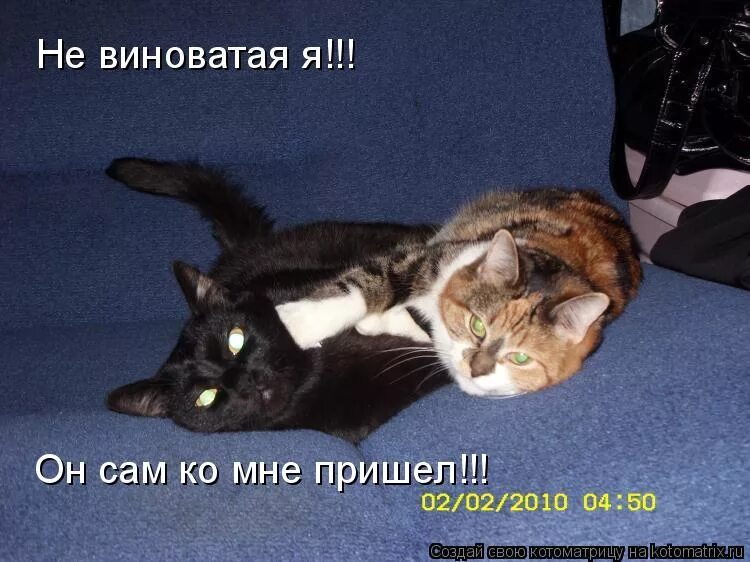 Виновато задавать