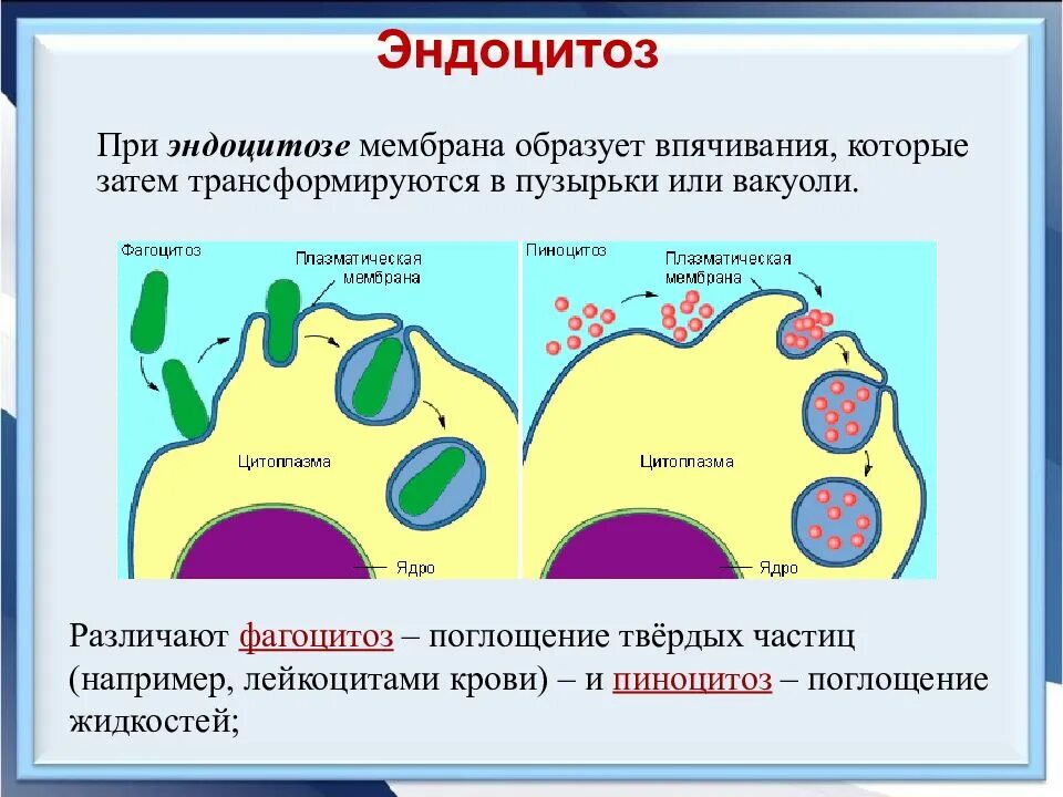 Образует мембрану вакуоли