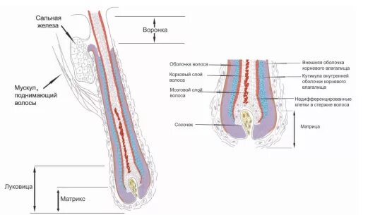 Строение волоса. Строение волосяного фолликула. Схема строения волоса. Строение волоса и волосяного фолликула.