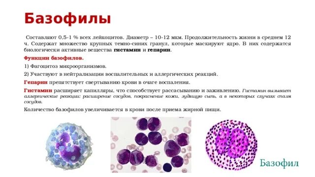Базофилы повышены что это значит. Число клеток в 1 мм3 крови базофилы. Базофилы 0,60. Базофилы 1.05. Функция клеток крови - базофилов.