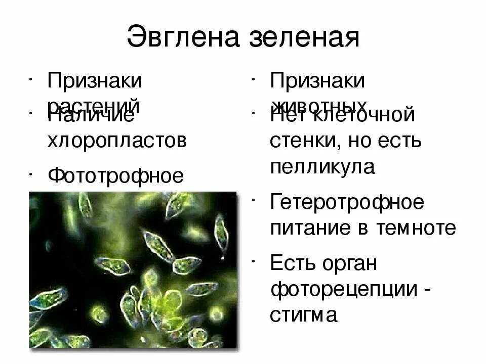 От чего могут быть зеленые