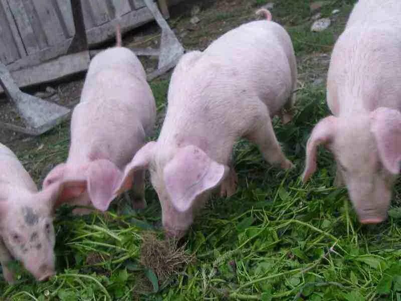 Отдам даром животные. Щенки в хорошие руки. Щенки свежие объявления. Продается айрширская корова. Маленькие поросята домашние сельскохозяйственные животные.