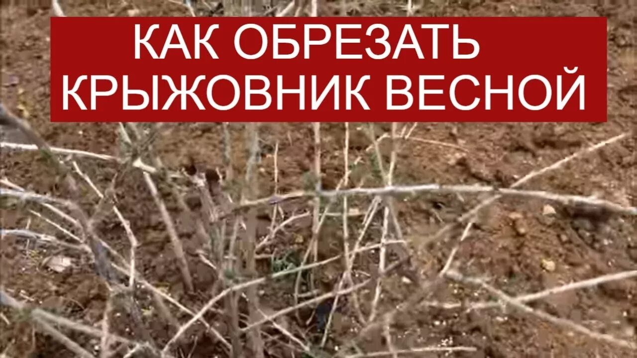 Обрезка крыжовника весной видео. Обрезка крыжовника весной. Как обрезать крыжовник весной. Весенняя обрезка крыжовника. Подрезка крыжовника весной.