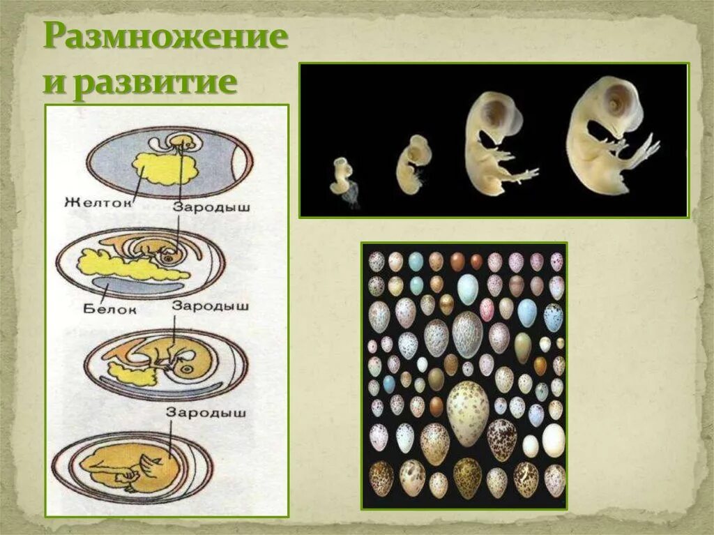 Размножение и развитие человека 8. Размножение и развитие. Развитие животных. Размножение картинки. Размножение детей.