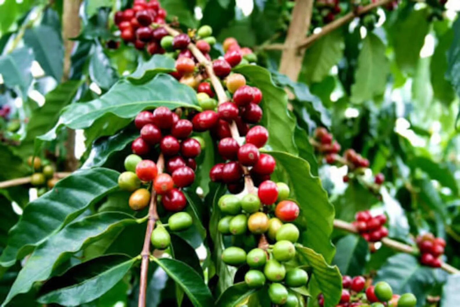 Сосед кофейного дерева. Кофейное дерево (Coffea). Кофе Coffea Arabica. Кофе Арабика (Coffea);. Кофейное дерево Аравийское.