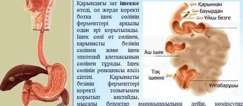 Эриканың кеудесі