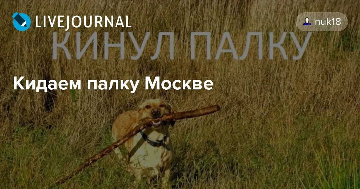 Кидала значение. Кинуть палку. Кинь палку. Брось палку. Кинуть палку мэм.