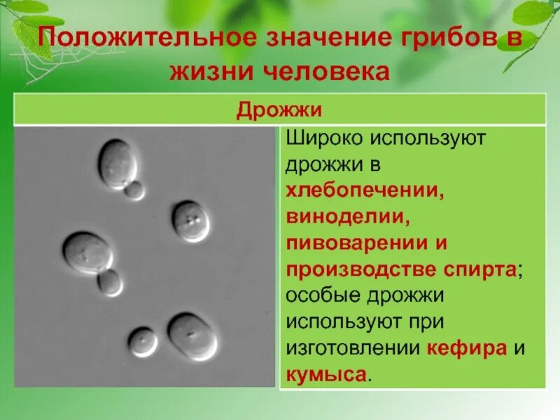 Значение грибов в природе 7 класс биология. Значение грибов. Значение грибов в жизни человекк. Значение грибов положительные и отрицательные. Отрицательная роль грибов в природе.