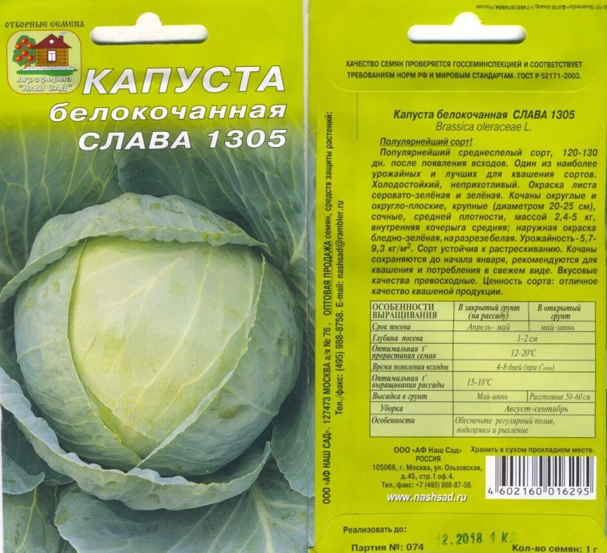 Лучшие сорта капусты для засолки и хранения. Капуста слава грибовская 231. сорт капусты слава грибовская 231. капуста белокочанная сорт слава. капуста слава 1305 описание сорта.