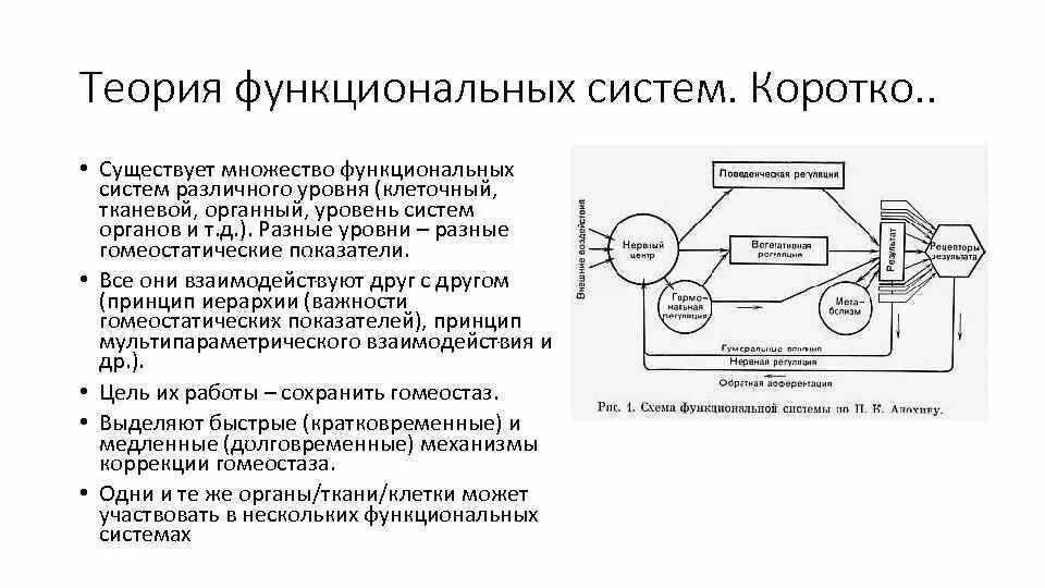 Принципиальная схема функциональной гомеостатической системы. Что такое функциональная система по п.к.Анохину. Анохин функциональные системы. Функциональная система поддержания гомеостатического показателя. Что понимают под функциональной системой приведите примеры