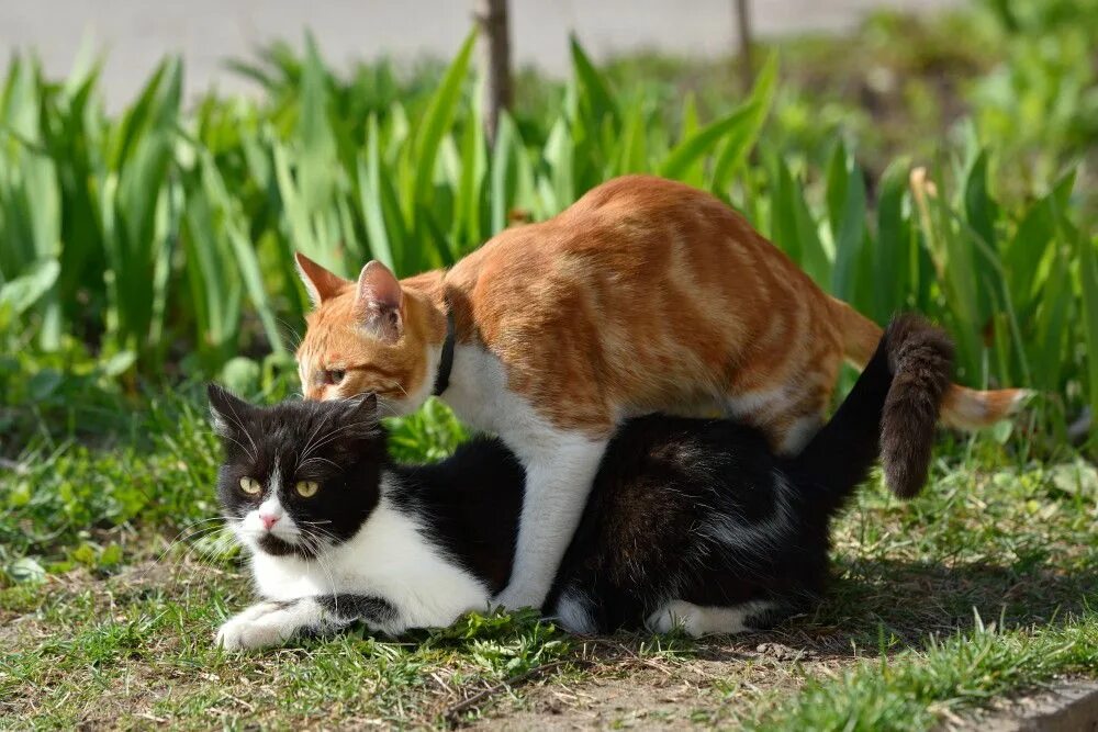 Прогулка кота