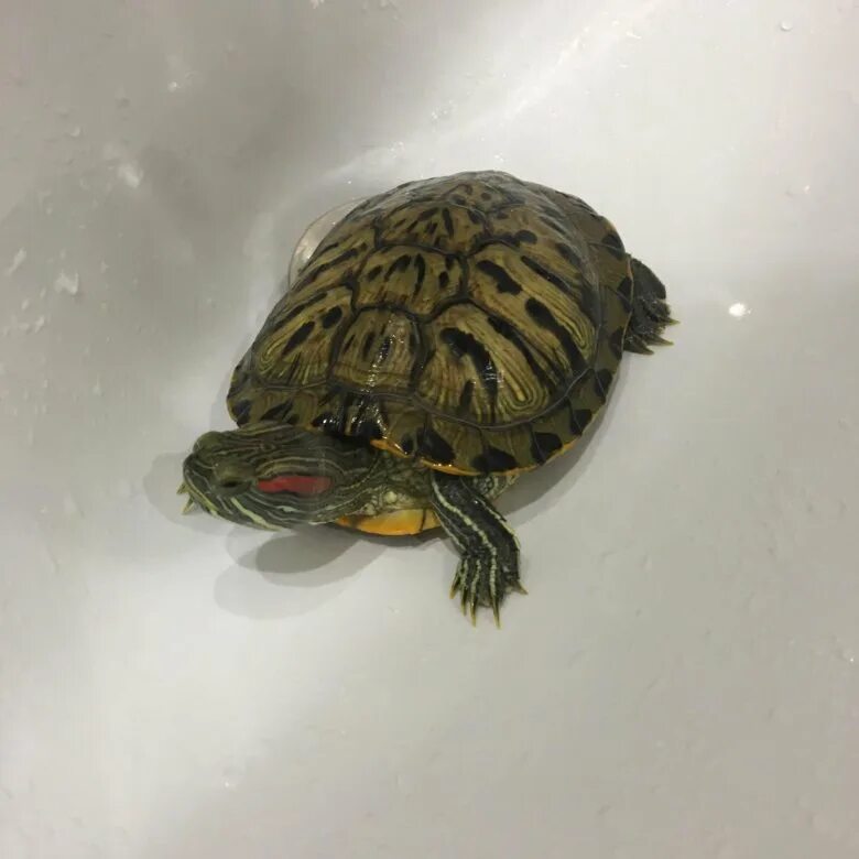 Сколько стоит живая черепаха. Черепаха красноухая тортилла. Черепаха спб. Черепаха нижний новгород. Сухопутная черепаха.