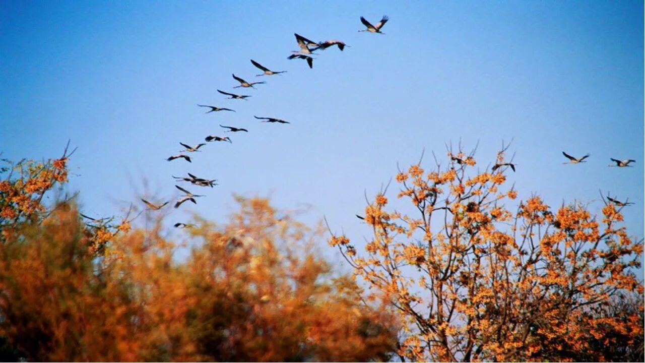 Ветер гонит стаю. Перелетные птицы улетают на Юг. Птицы улетают теплые края Юг. Осенний Клин перелетных птиц. Осенью перелетные птицы улетают на Юг.