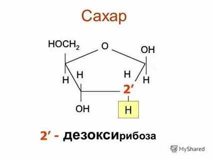 В состав каких органических соединений входит рибоза