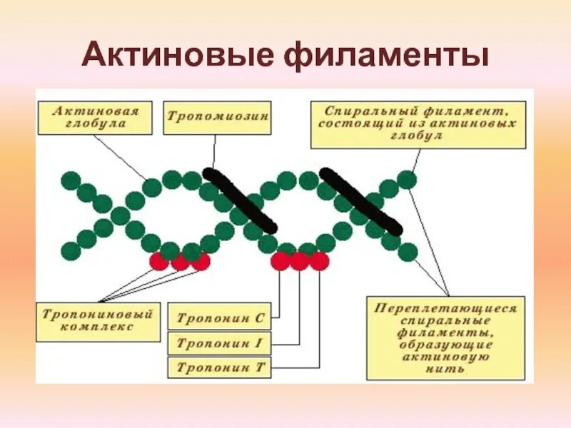 Состав актина. Актиновая нить строение. Строение актиновых филаментов. Тонкие (актиновые) нити (филаменты), строение, состав.. Актиновые и миозиновые нити.