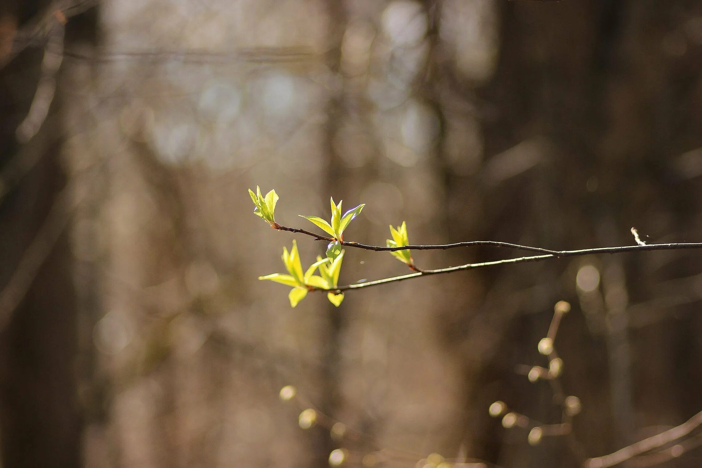 Весенние цветы. Распускание почек на деревьях весной. Весна первые листочки. Первые листочки на деревьях. Весенняя веточка.