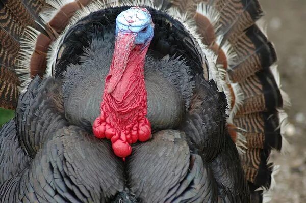 Индюк и индюшка. Кросс биг 6 индюки. Индюк весит. Индюк весит. Индейка бройлерная биг 6.