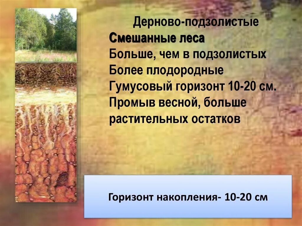 Дерново подзолистый тип почвы природная зона. Гумусовый Горизонт подзолистых почв. Дерново-подзолистые почвы гумусовый Горизонт. Смешанные леса дерново-подзолистые почвы. Дерново подзолистый Горизонт.