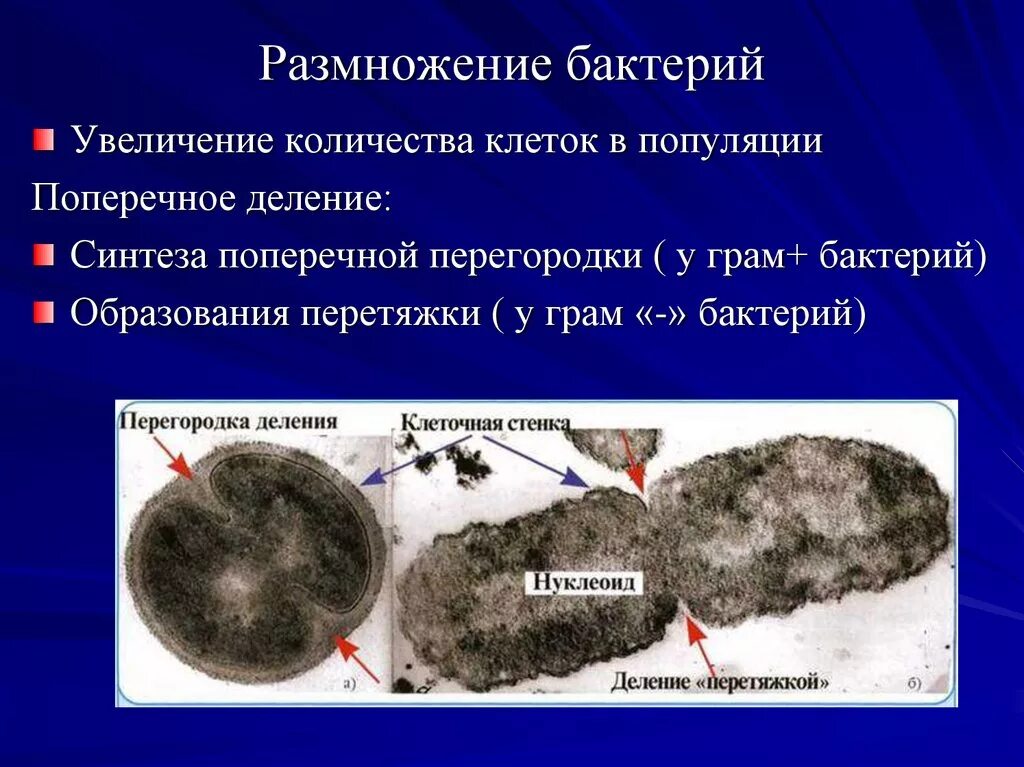 Происходит увеличение количества клеток