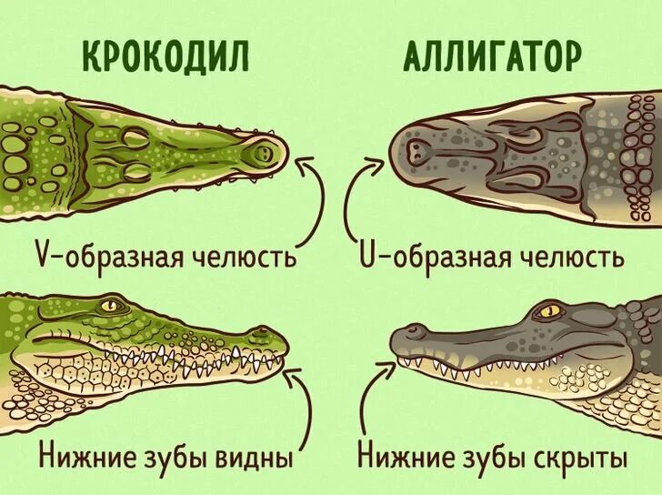 Аллигатор и крокодил отличия. Отличие крокодила от аллигатора. крокодил аллигатор кайман гавиал. разница крокодила и аллигатора и каймана. крокодил аллигатор кайман отличия.