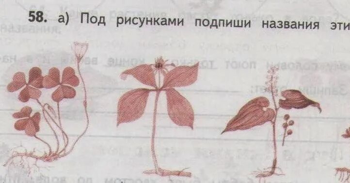 Подпишите под рисунками. Под рисунками Подпиши названия этих растений. Нарисуй растение леса практическая работа. Под рисунками Подпиши названия этих растений 4. Подпиши рисунки.