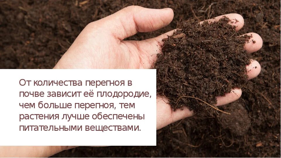 Плодородие зависит от содержания. Перегной гумус. От чего зависит плодородие почвы. От чего зависит плодроди епочвы. Плодородие почвы зависит от количества чего.