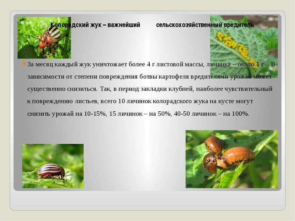 Какую среду обитания освоил колорадский жук ответ
