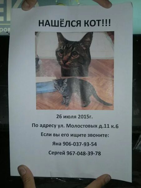 Нашелся кот. Объявление о находке кота. найден кот объявление. объявление о найденном коте. нашелся кот объявление.