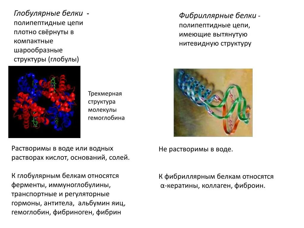 Форма глобулы белка. Фибриллярная и глобулярная третичная структура белков. Третичная структура белка. Глобулярные и фибриллярные белки. Глобулярные белки структура. Третичная структура белка глобула и фибрилла.