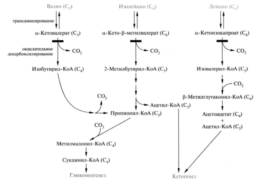 Синтез ацетил КОА из аминокислот. Метаболизм лейцина схема биохимия. В ацетил КОА превращаются аминокислоты. Метаболизм Валина лейцина изолейцина биохимия. Превращение ацетил коа