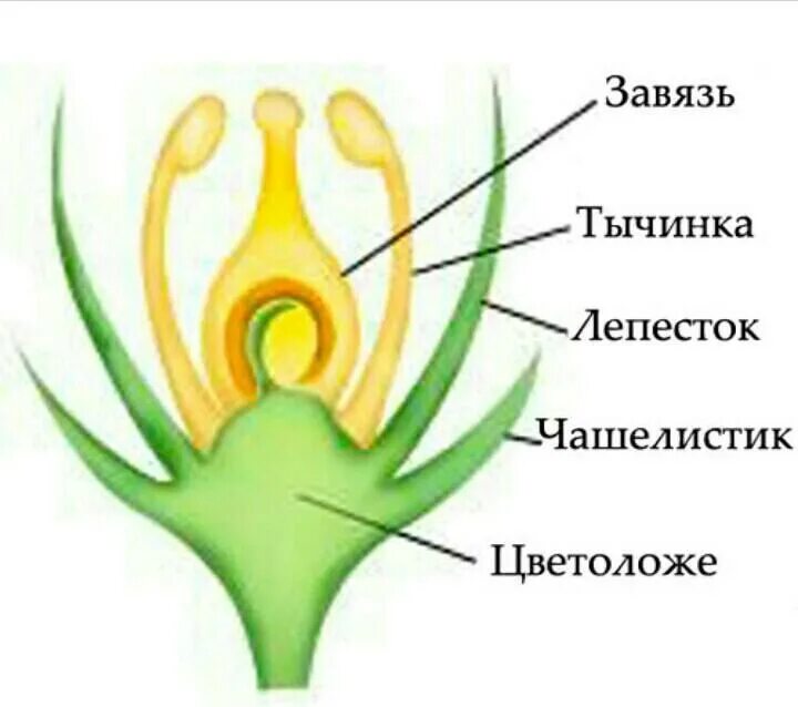 Завязь функция 6 класс. Завязь цветковых растений. Завязь у растений. Верхняя завязь и нижняя завязь. Верхняя завязь в цветках.