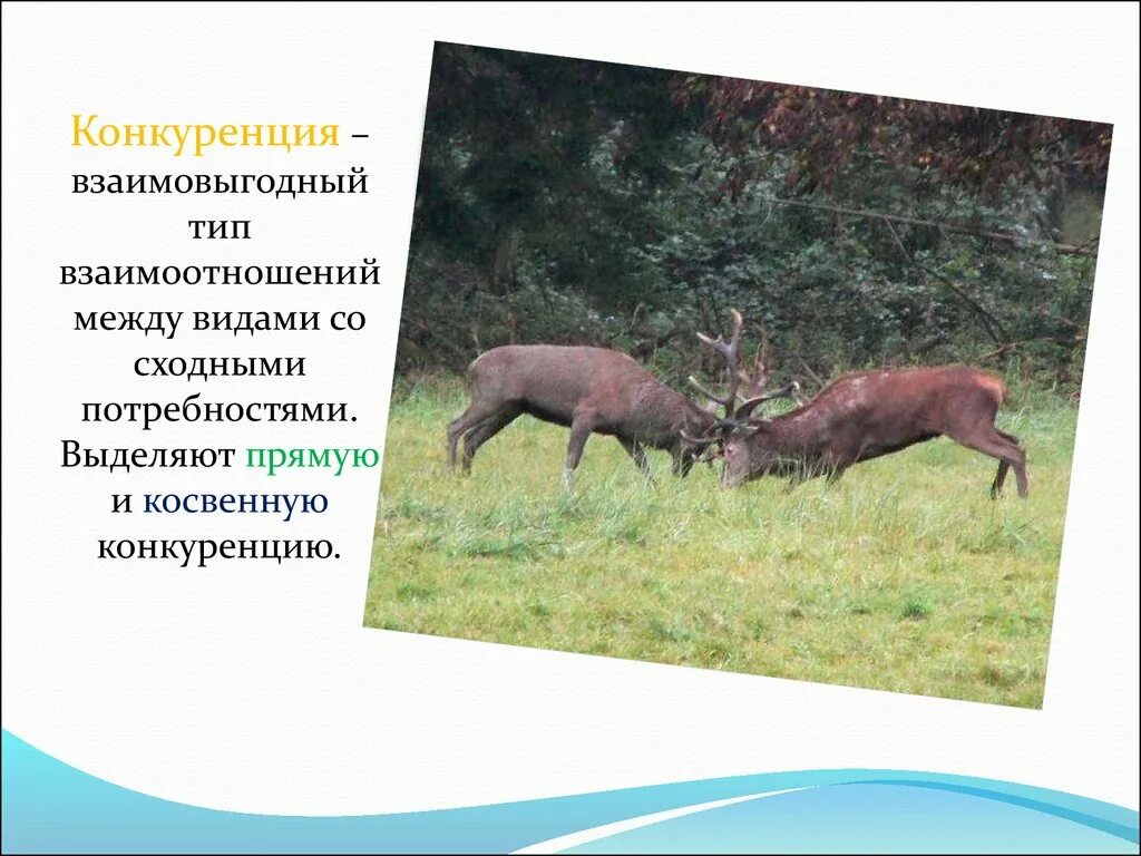 Взаимовредные конкуренция. Конкуренция Тип взаимоотношений. Взаимо вредные отношения. Конкурентные взаимоотношения. Отношения вредные для обоих организмов