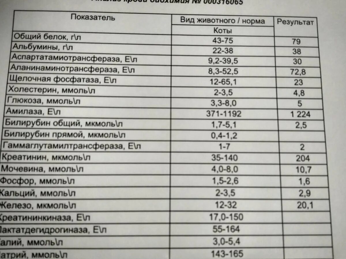Билирубин у собаки повышен
