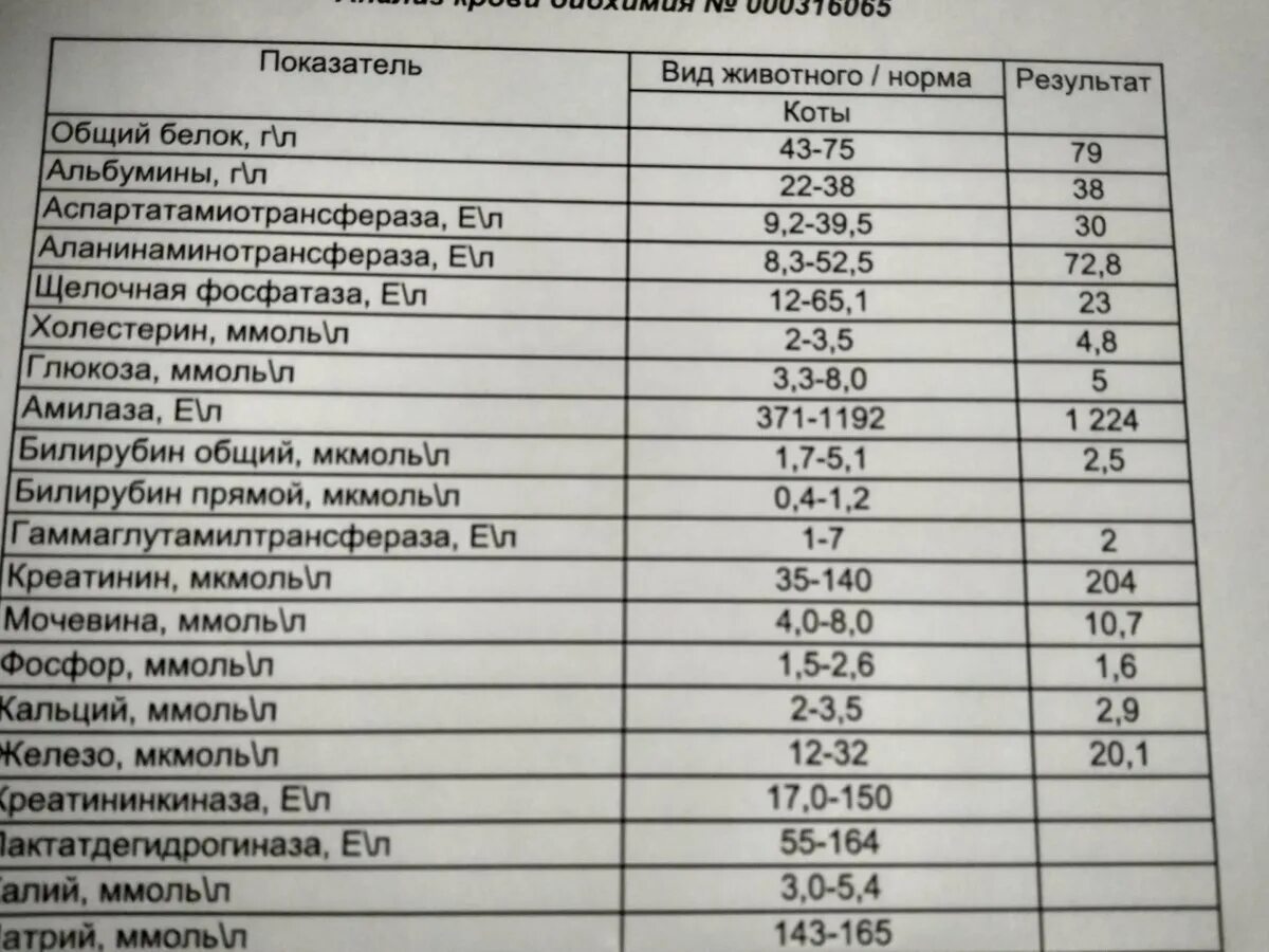 Как поднять общий белок. Биохимия кошачьего анализа крови норма. Анализ крови кота креатинин норма показатели?. Клинический анализ крови кошки норма. Общий белок в анализе крови.